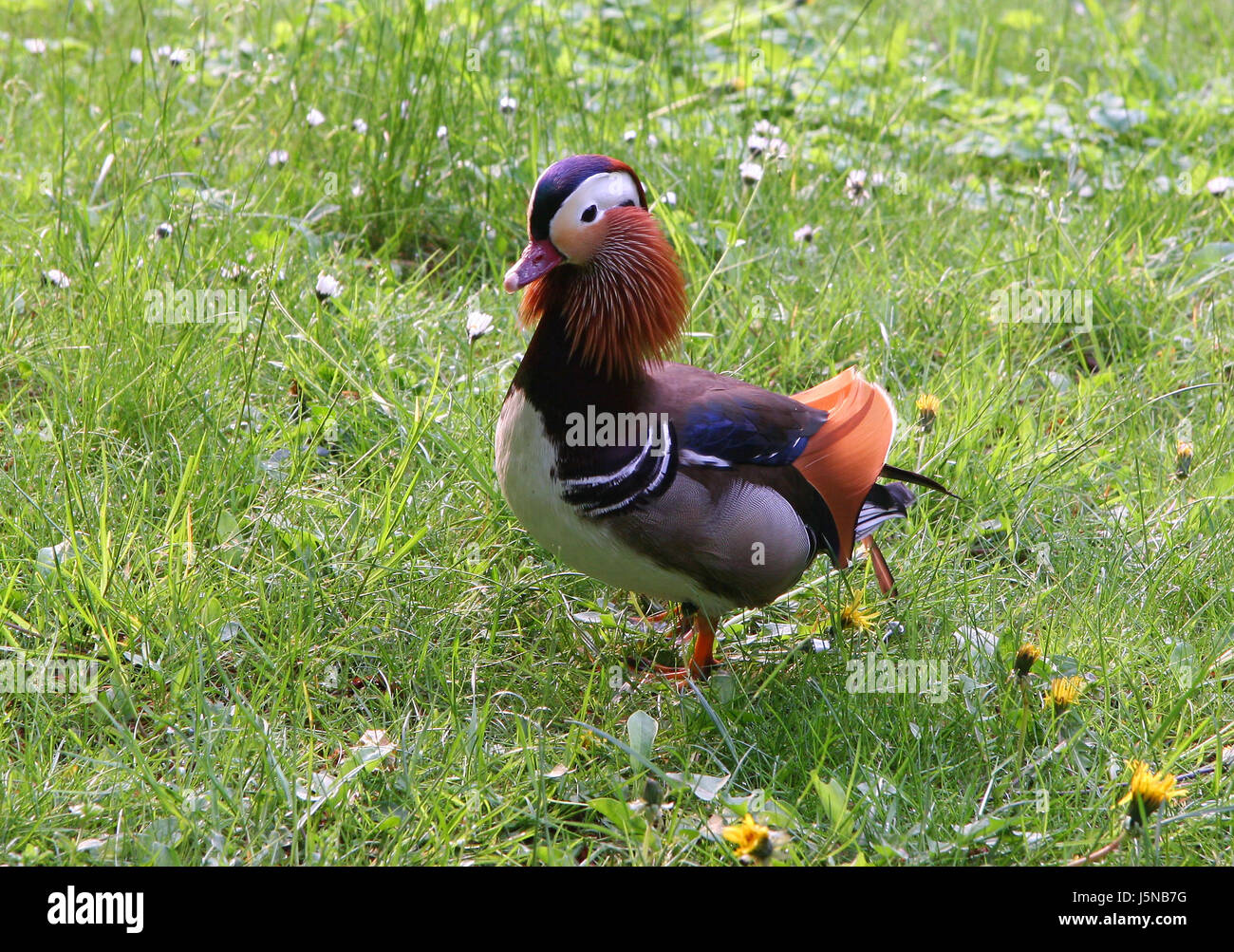 Uccello animale fiore fiori piante fiori uccelli prato duck wildlife erba di prato Foto Stock