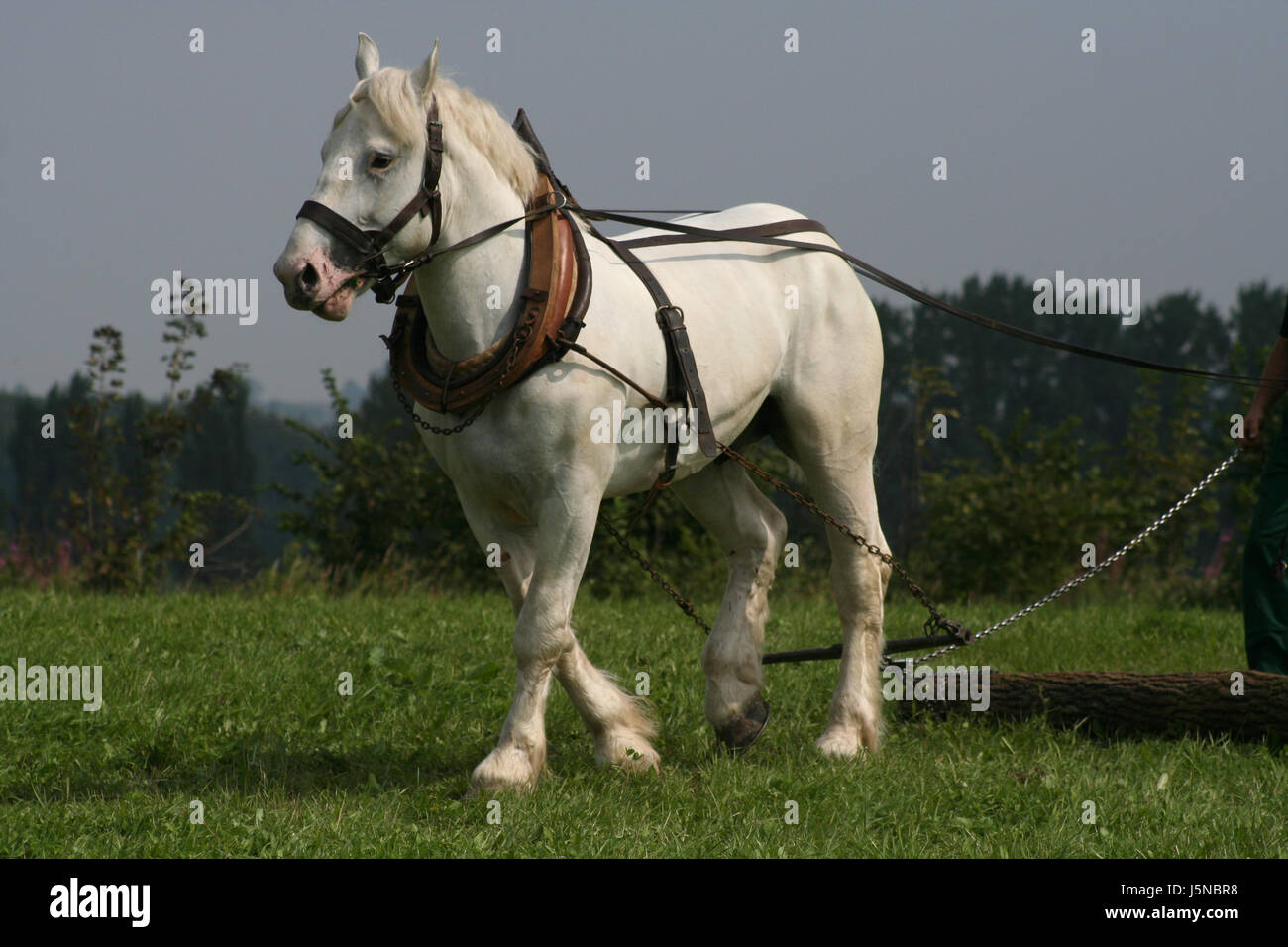 Trunk Cavallo Agricoltura Agricoltura Fattoria Degli Animali A Sangue Freddo Animale Animali Dello Sforzo Foto Stock Alamy
