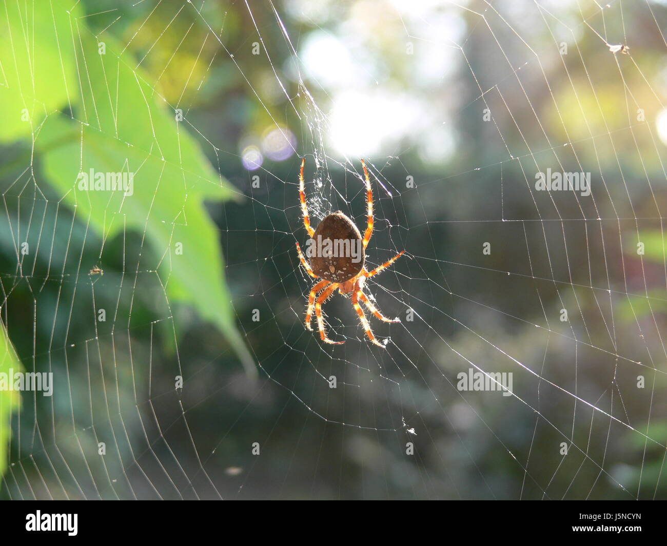 Insetti insetti animali spider net tessere spin filetti della filettatura ragnatele  ragnatela Foto stock - Alamy