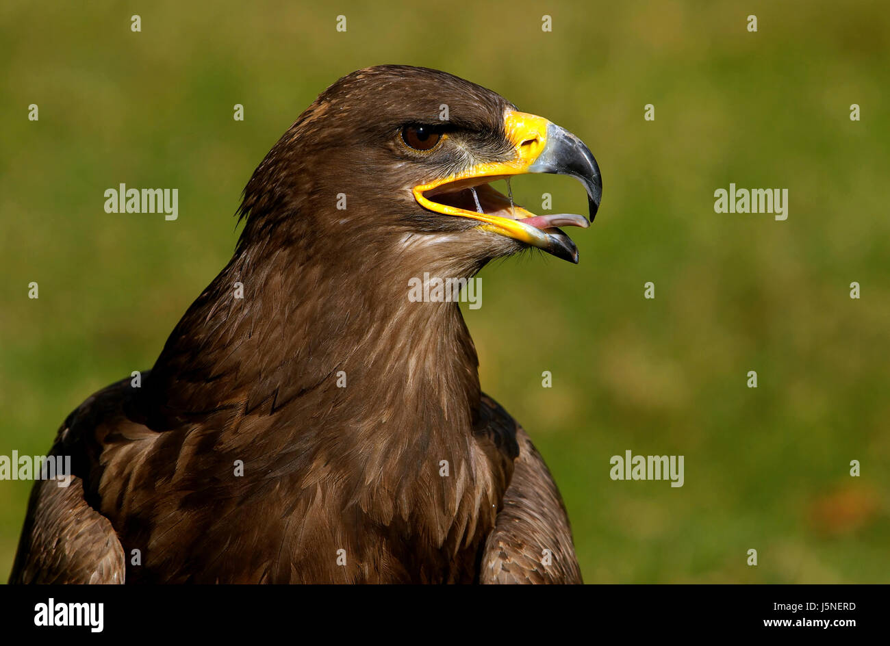 Linguetta di uccello alpi occhio organo raptor uccelli rapaci artigli becco golden eagle Foto Stock