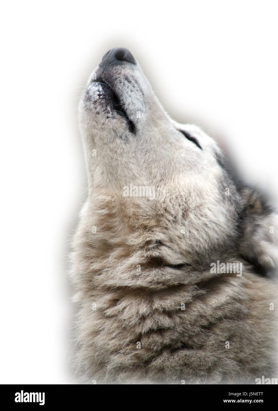 ululato husky Foto Stock