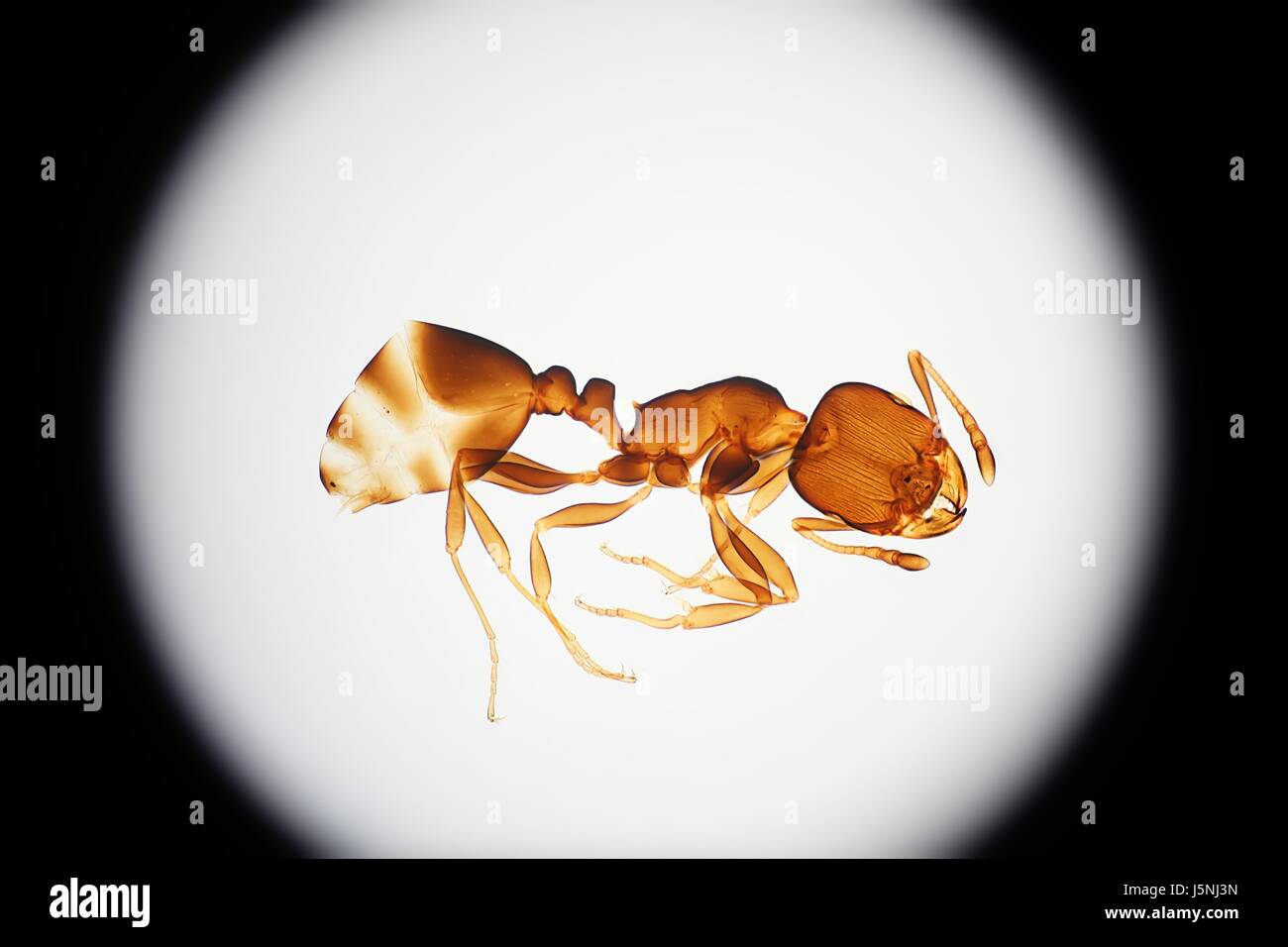 Esoscheletro di una formica, immagine al microscopio Foto Stock