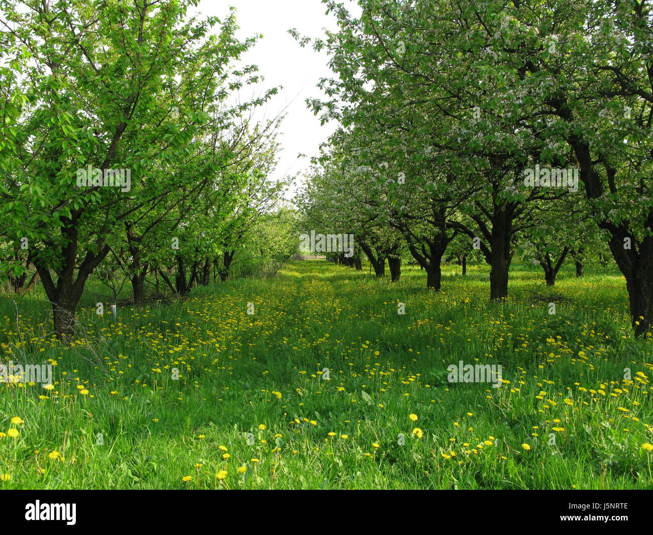 In Orchard Jeziory Sobienie Foto Stock