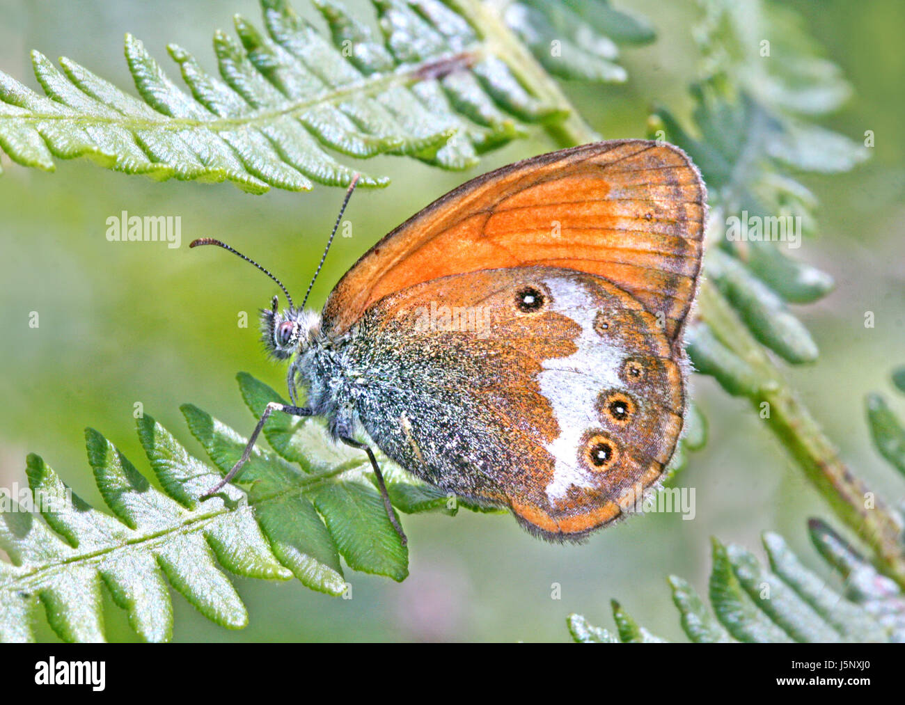 Animale arancione farfalla insetto moth natura perlgrasfalter wiesenvgelchen Foto Stock