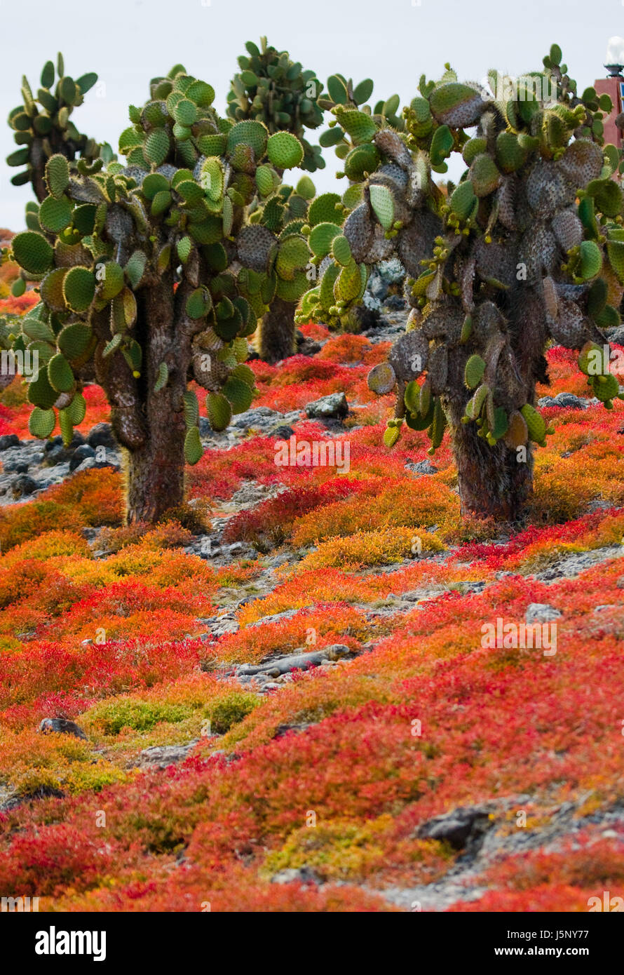 Cactus d'India sull'isola. Le isole Galapagos. Ecuador. Foto Stock
