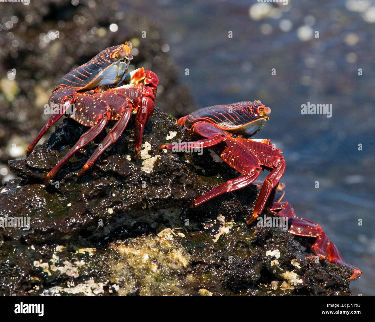 Un granchio rosso seduto sulle rocce. Le isole Galapagos. Oceano Pacifico. Ecuador. Foto Stock