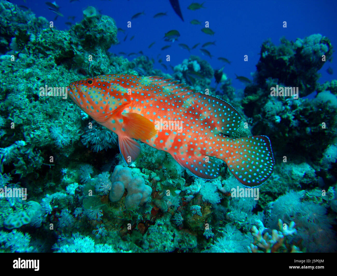 Colorato colorato splendida molteplici riccamente colorata tugurio subacquea punti Foto Stock