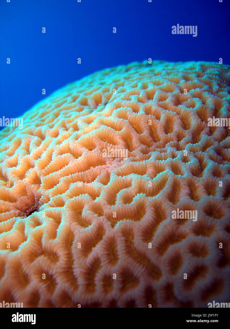 Animali spinelessly acqua salata oceano mare coralli acqua paesaggi della natura degli animali Foto Stock