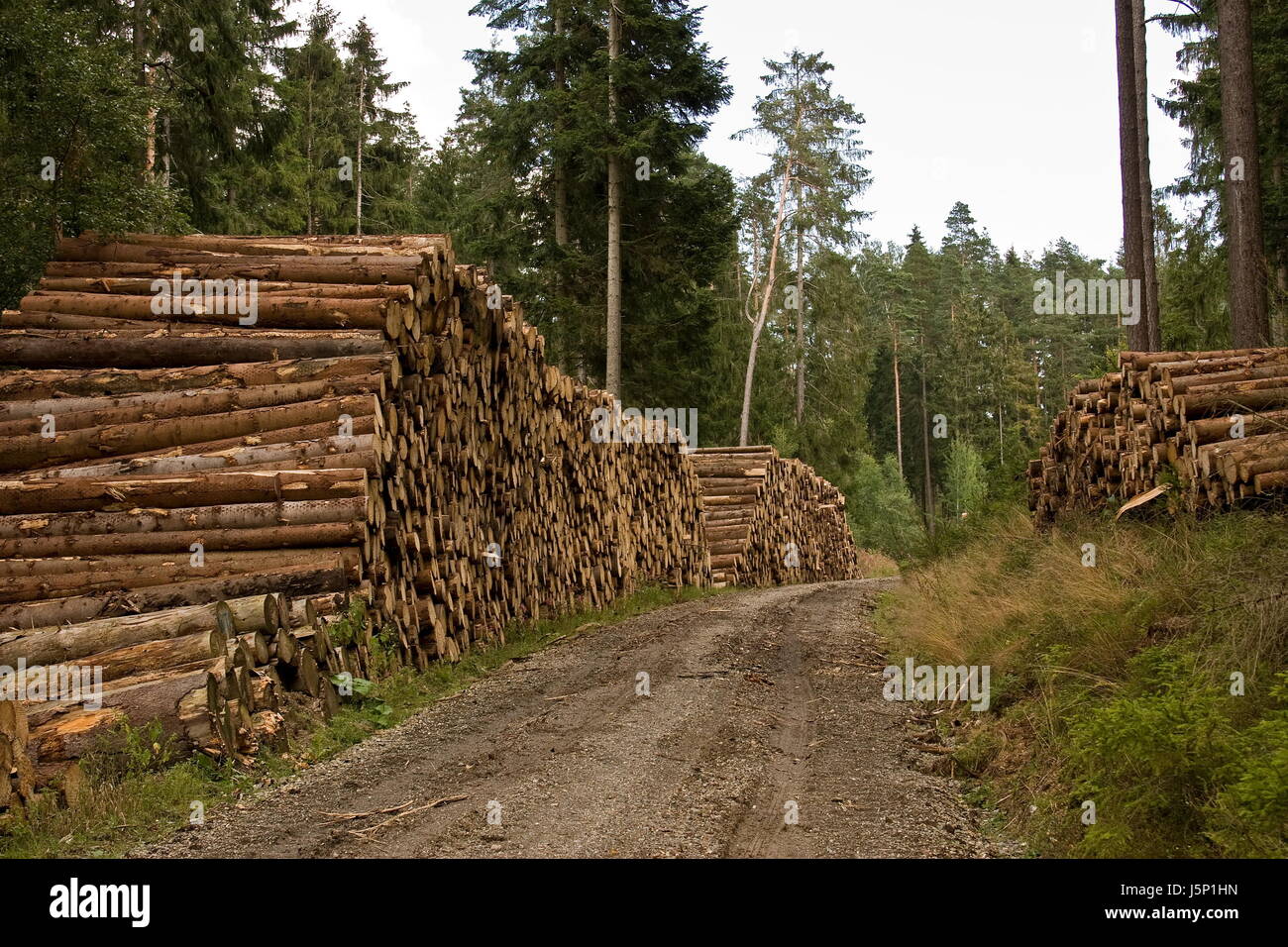 Struttura in legno di alberi di energia elettrica di potenza elettrica di abeti di corteccia di legna da ardere Foto Stock