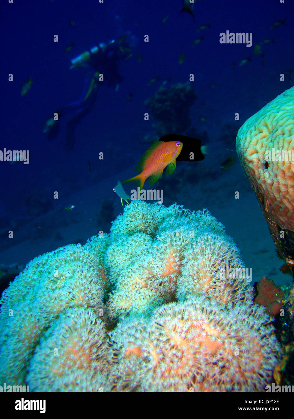 Animali gioielli spinelessly acqua salata oceano mare acqua coralli subacqueo paesaggi Foto Stock