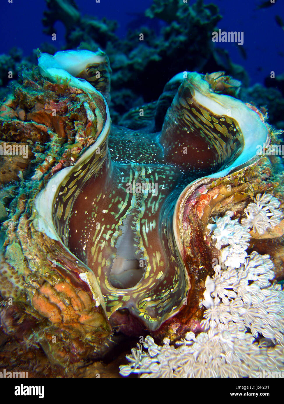 Colorato colorato splendida molteplici riccamente colorata atollo di shell egitto sale Foto Stock