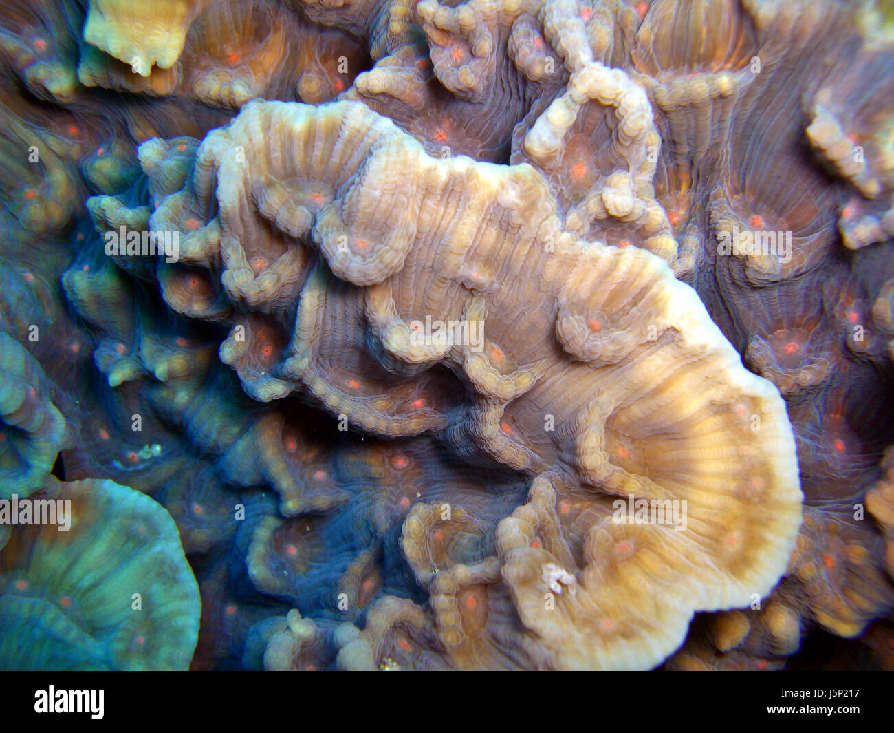 Mare animale animali animali del Mare dei Coralli coral elefantenohrkoralle mycedium Foto Stock