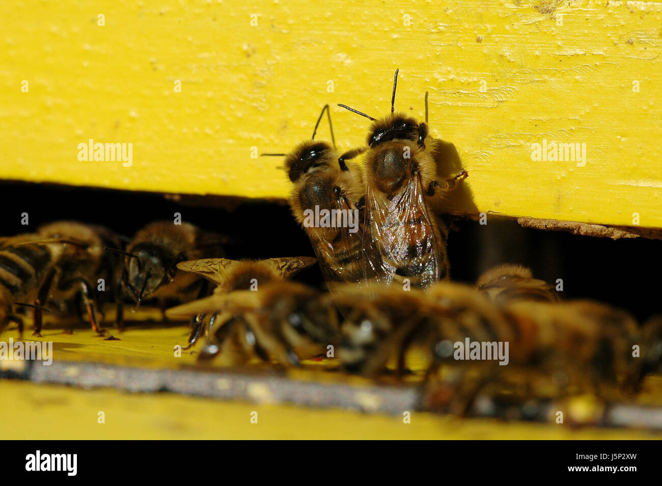 Cibo aliment insetti sociali bruno marrone brunette colony zucchero arnia di api Foto Stock