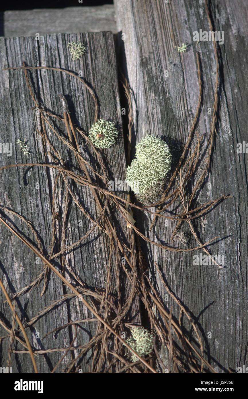 Chiusura del vecchio weathered dock in legno, di luce e di colore grigio scuro che mostra verde pallido moss e pino paglia. Foto Stock