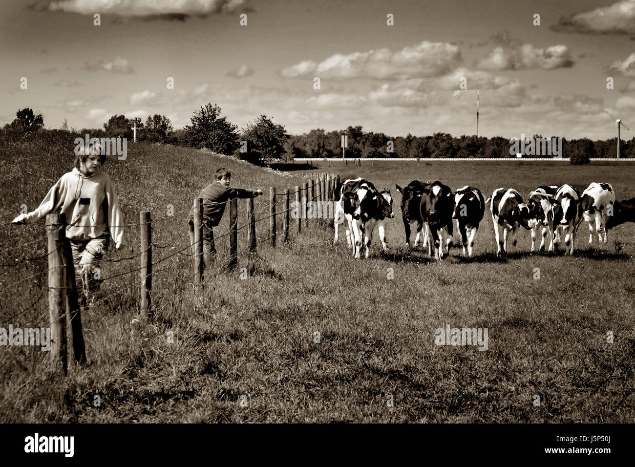 Hill bruno marrone brunette seppia recinzione vacche di campi di filo spinato oscurata dai toni Foto Stock