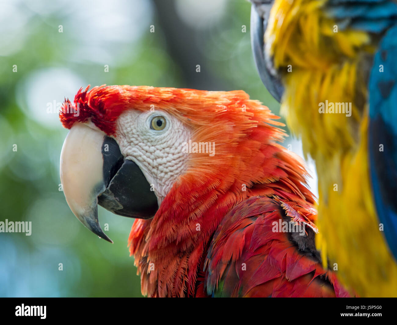 La scarlet macaw (Ara macao) è un grande rosso, giallo e blu Sud Americana  parrot, un membro di un gruppo di grandi dimensioni di pappagalli  Neotropical chiamato macaws Foto stock - Alamy