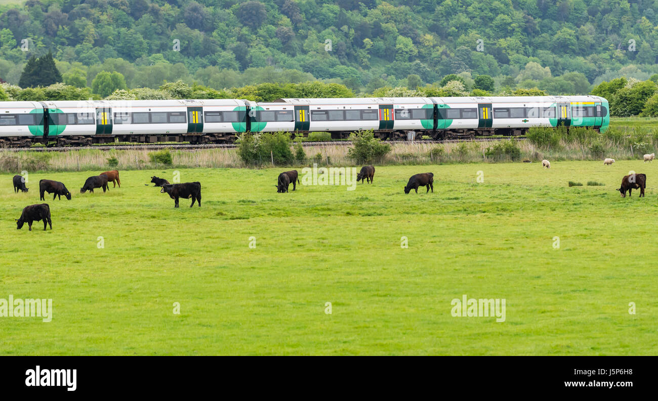 Il viaggio in treno in campagna. Sud della linea ferroviaria accelerando lungo la linea ferroviaria da un campo di mucche in Arundel, West Sussex, Regno Unito. Il viaggio in treno. Foto Stock