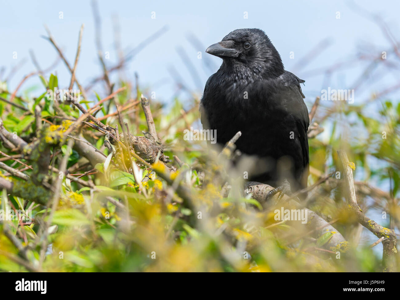 Black Carrion Crow (Corvus Corone) arroccato in una boccola nel Regno Unito. Foto Stock