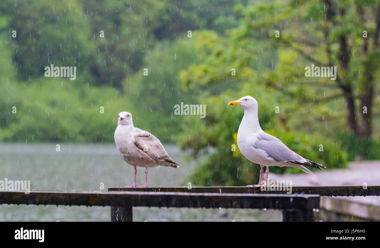 Gabbiani sotto la pioggia. Coppia di gabbiani reali in piedi da un lago sotto la pioggia. Foto Stock