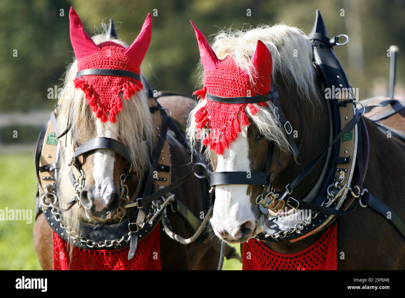 lavoro cavalli Foto Stock