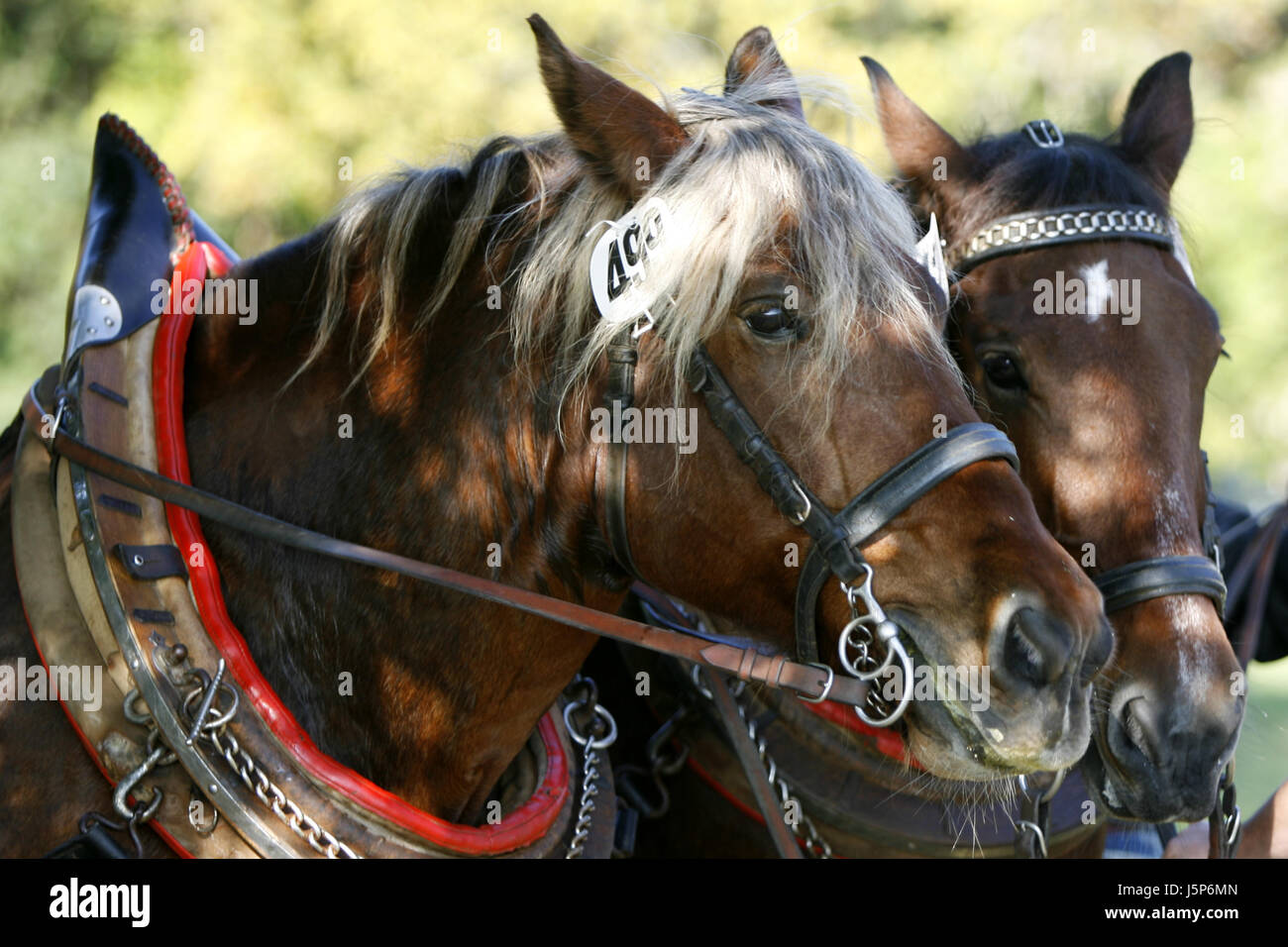 lavoro cavalli Foto Stock