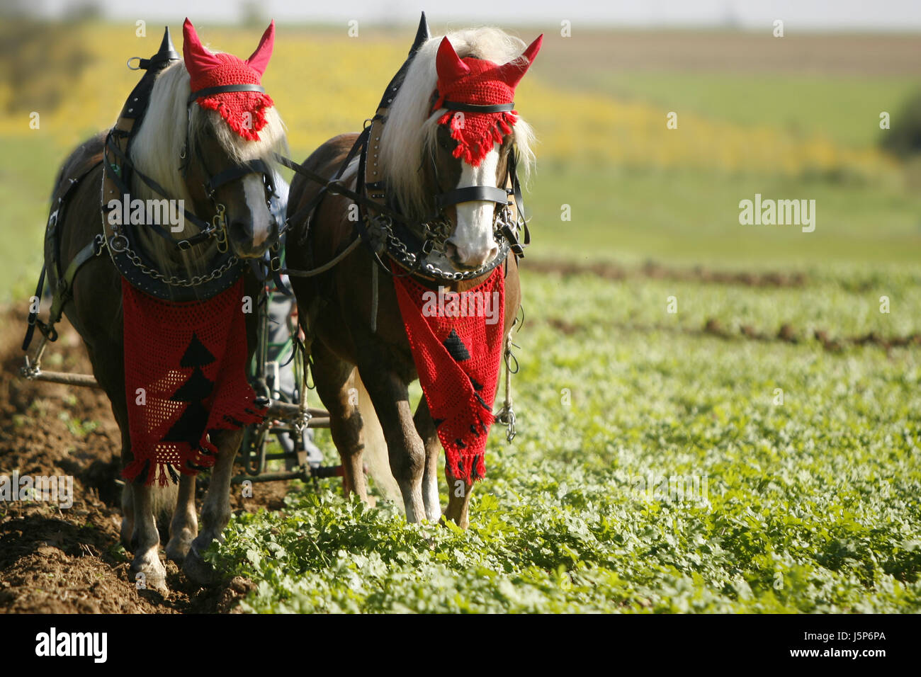 lavoro cavalli Foto Stock