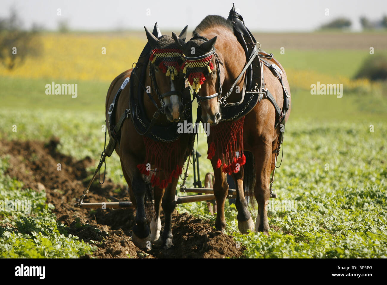 lavoro cavalli Foto Stock