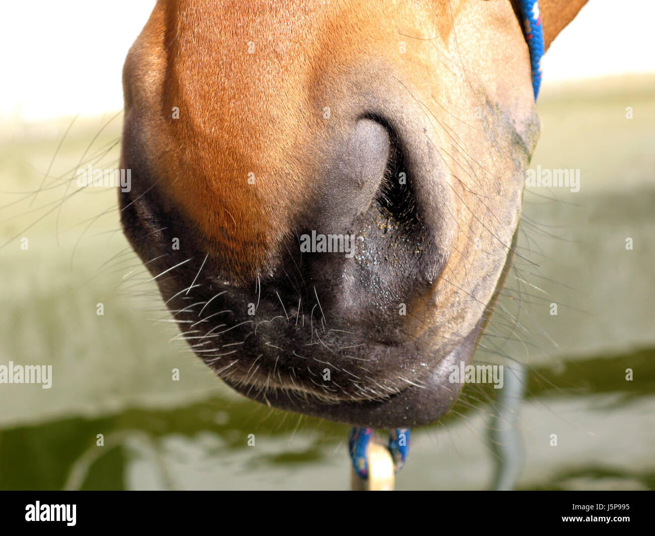 Dettaglio cavallo animale mammifero quadruped naso Maneggio Unterlanzin organo animale progetto di cavallo Foto Stock