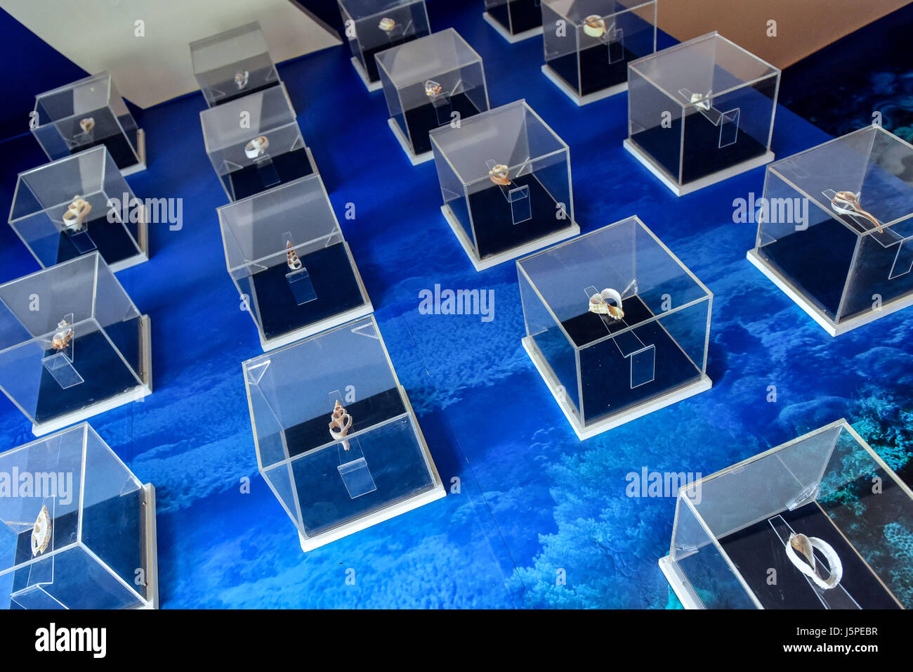 Bangkok, Tailandia. 18 Maggio, 2017. Varie conches sono visualizzate in Bangkok Seashell Museum a Bangkok, Thailandia, 18 maggio 2017. Abbracciando una raccolta di oltre tremila esemplari di 600 specie, la Bangkok Seashell Museum non solo incanta i suoi visitatori con un caleidoscopio di forme naturali e colori, ma serve anche come una fonte di conoscenza per coloro che sono interessati alla evoluzione e classificazione degli animali sgusciate. Credito: Li Mangmang/Xinhua/Alamy Live News Foto Stock