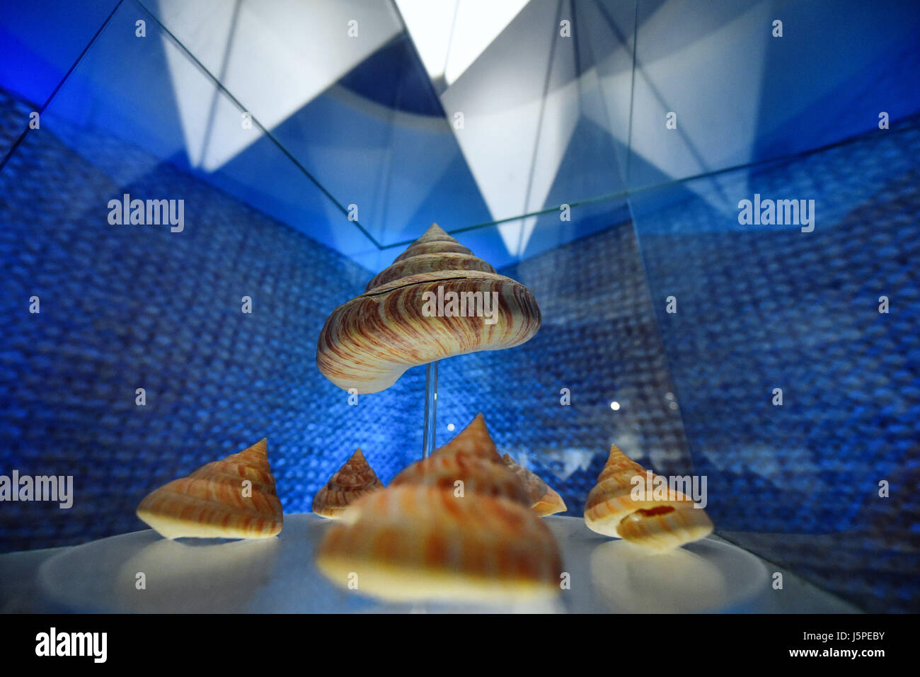 Bangkok, Tailandia. 18 Maggio, 2017. Fessura gusci vengono visualizzate in Bangkok Seashell Museum a Bangkok, Thailandia, 18 maggio 2017. Abbracciando una raccolta di oltre tremila esemplari di 600 specie, la Bangkok Seashell Museum non solo incanta i suoi visitatori con un caleidoscopio di forme naturali e colori, ma serve anche come una fonte di conoscenza per coloro che sono interessati alla evoluzione e classificazione degli animali sgusciate. Credito: Li Mangmang/Xinhua/Alamy Live News Foto Stock