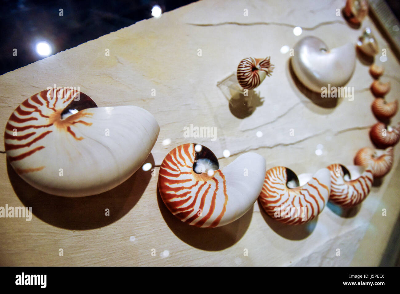 Bangkok, Tailandia. 18 Maggio, 2017. Nautilus gusci vengono visualizzate in Bangkok Seashell Museum a Bangkok, Thailandia, 18 maggio 2017. Abbracciando una raccolta di oltre tremila esemplari di 600 specie, la Bangkok Seashell Museum non solo incanta i suoi visitatori con un caleidoscopio di forme naturali e colori, ma serve anche come una fonte di conoscenza per coloro che sono interessati alla evoluzione e classificazione degli animali sgusciate. Credito: Li Mangmang/Xinhua/Alamy Live News Foto Stock