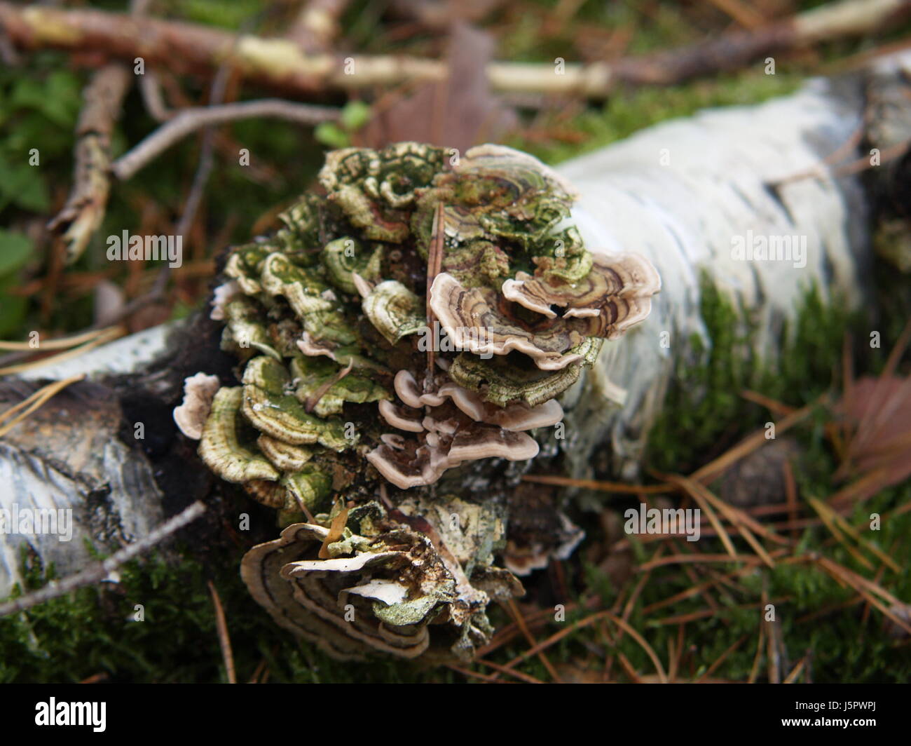 Il fungo della betulla,schmetterlingstramete Foto Stock