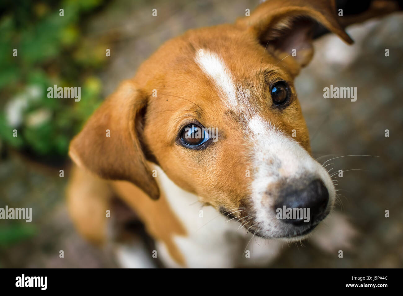Primo piano del cucciolo Foto Stock
