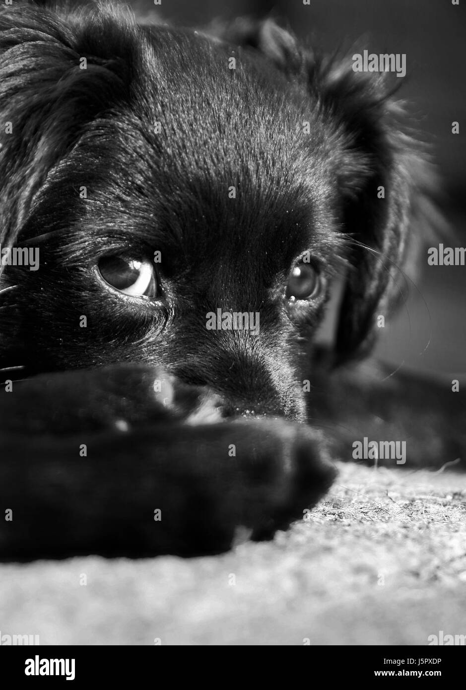 Gambe bw nero jetblack swarthy nero profondo occhi giacciono giacente giace orecchie guardare Foto Stock
