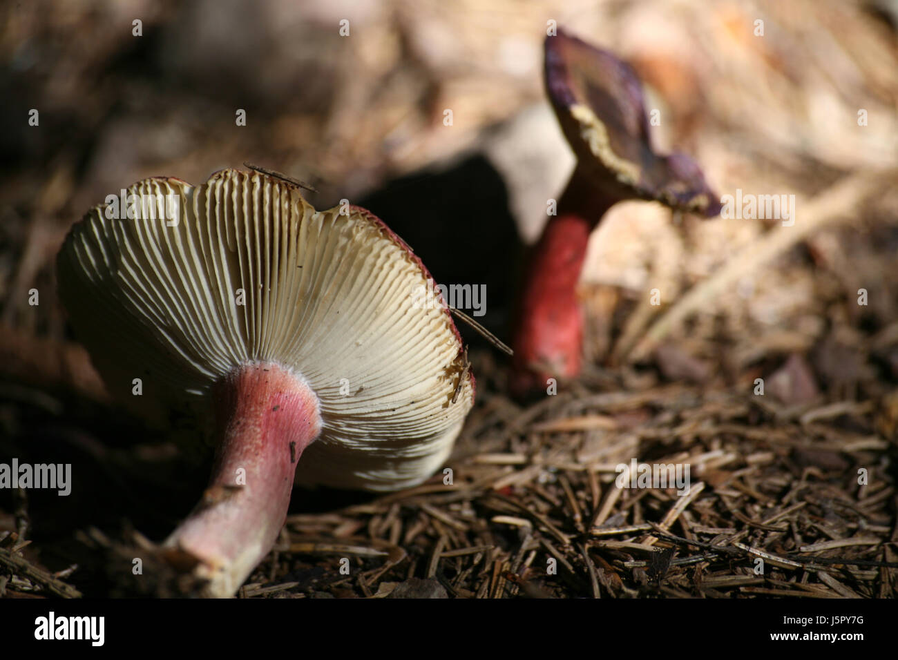 Fungo rossastro di fungo di aghi di abete toadstool aghi di abete rosso tossici della foresta Foto Stock