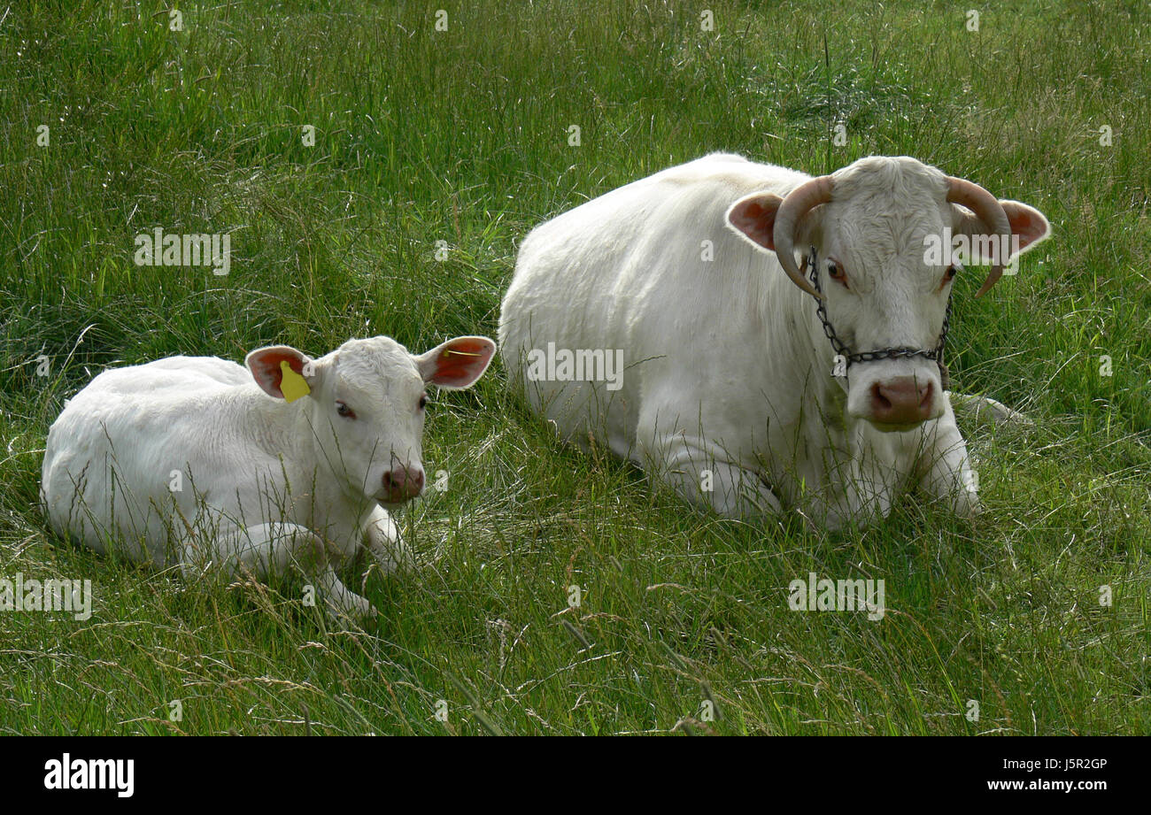mucca con il vitello Foto Stock
