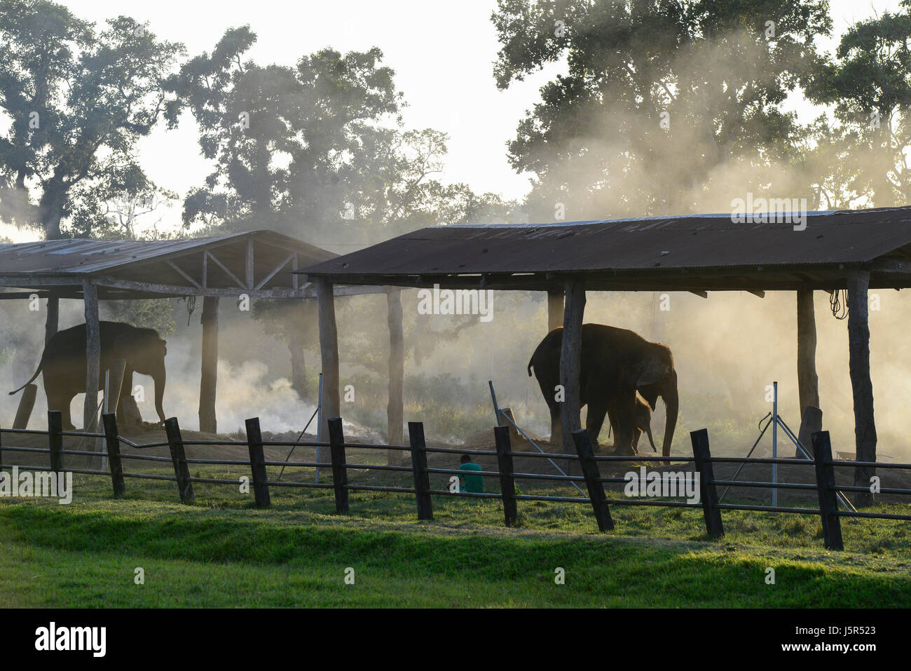 Il Nepal, Terai, Chitwan Nationalpark, villaggio Sauraha, elefante centro di allevamento/ Nepal Terai, Chitwan Nationalpark, Elefanten Aufzucht Zentrum bei Sauraha Foto Stock