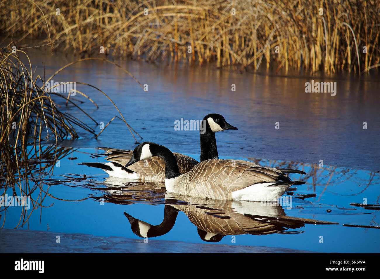 Oche del Canada con le loro riflessioni in acqua. Foto Stock