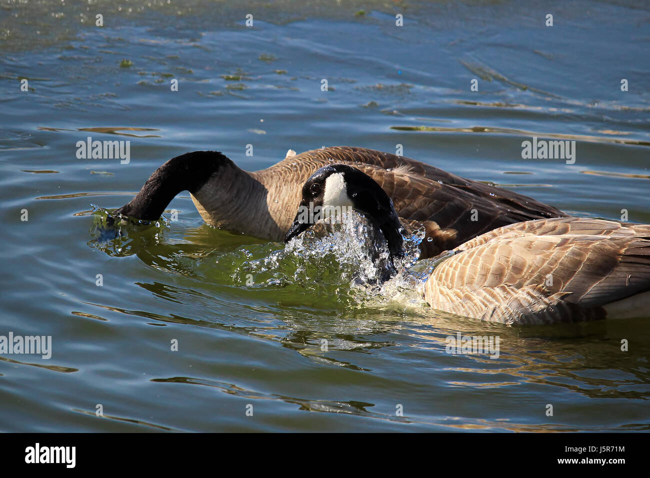 Una coppia di oche canadesi e lavaggio preening stessi in acqua. Foto Stock