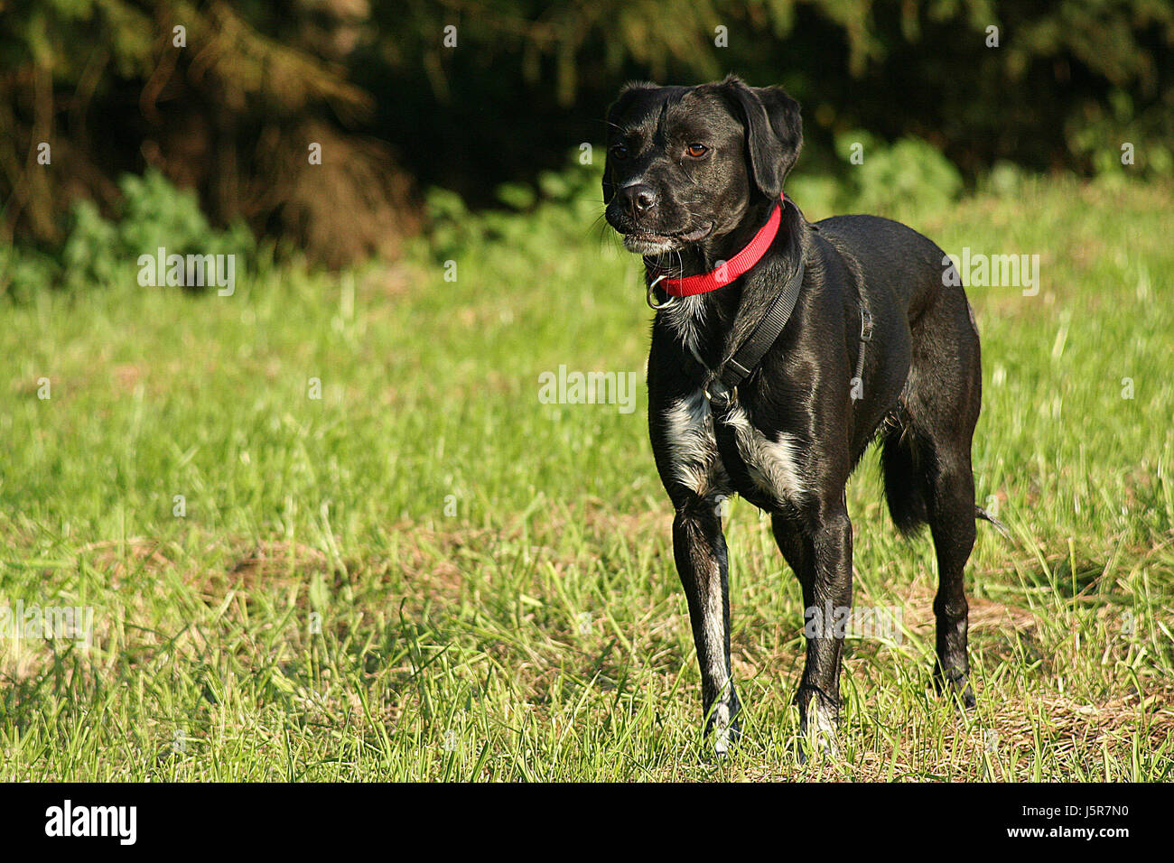 I cani passeggiata con il cane mongrel labrador caccia chase più retriever natura autunno autunno Foto Stock