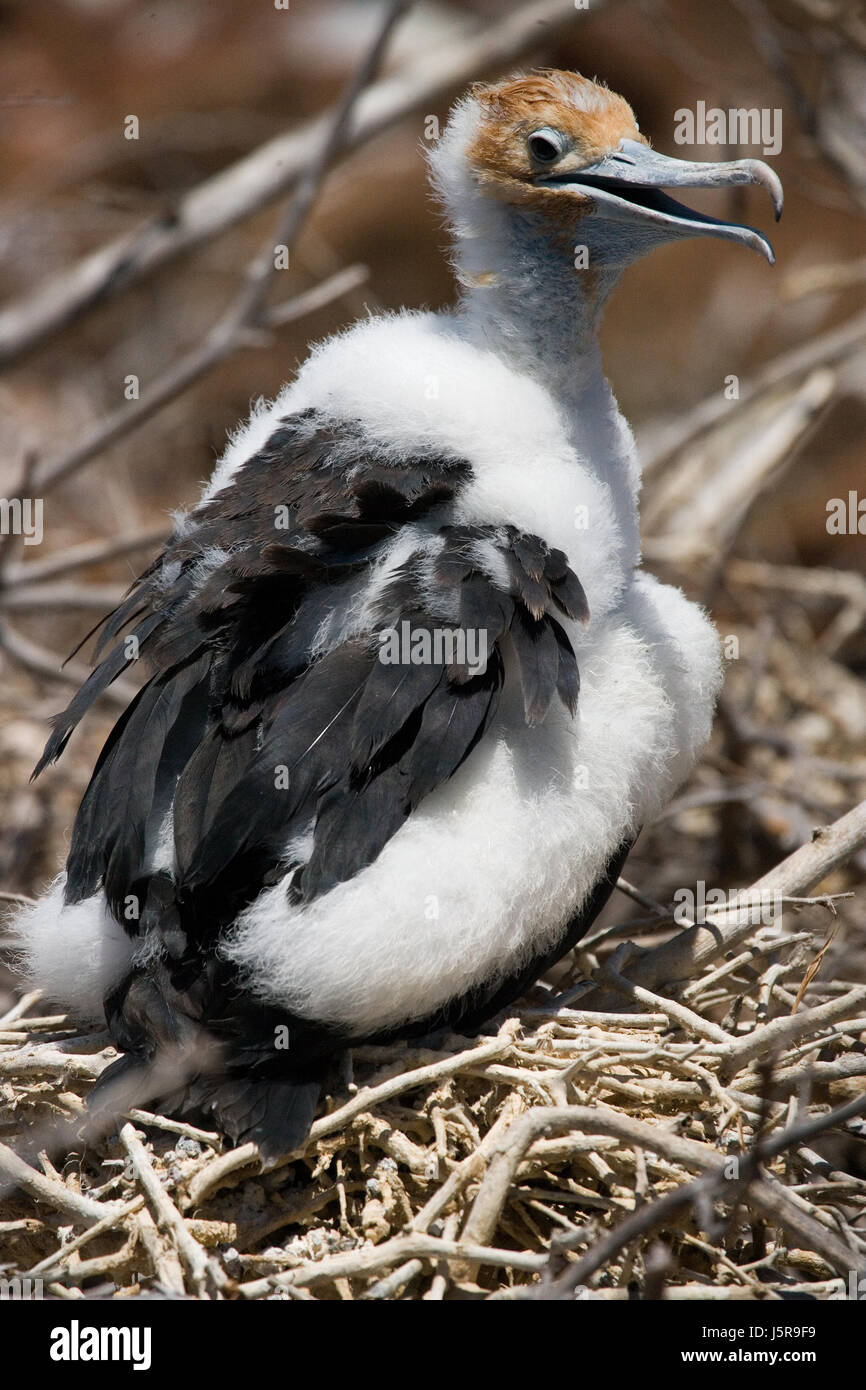 Chick of Red Bellied fregata è seduto nel nido. Le isole Galapagos. Uccelli. Ecuador. Foto Stock