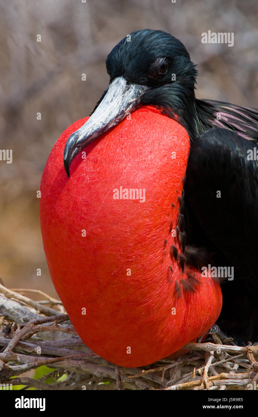 Ritratto della fregata con i capelli rossi. Le isole Galapagos. Uccelli. Ecuador. Foto Stock