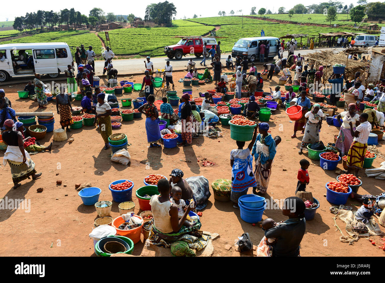 MALAWI, Thyolo, Makandi piantagione di tè e mercato del pomodoro, coltivatore di piccola scala vendono verdure come pomodoro Foto Stock