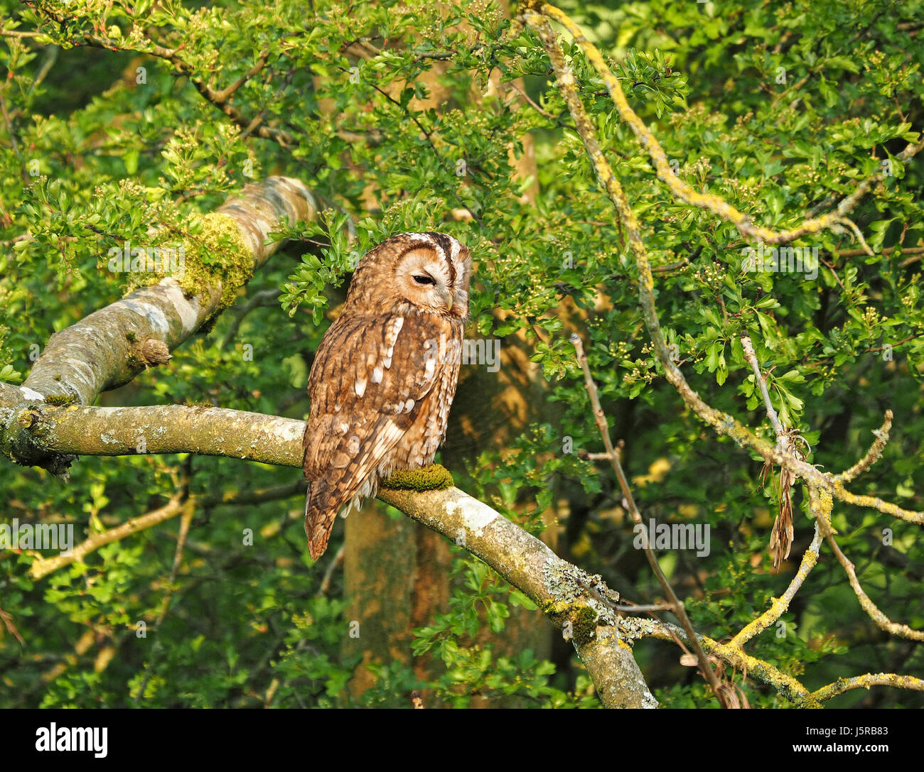 Adulto Allocco o marrone allocco (Strix aluco) seduto in posizione eretta sul ramo in piena luce in boschiva Cumbria, England Regno Unito Foto Stock
