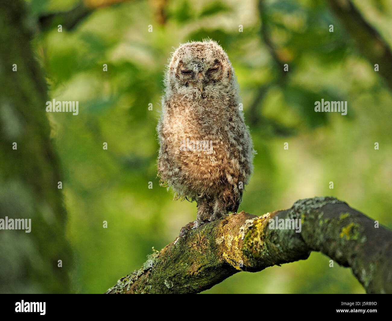 Fluffy baby Allocco o marrone allocco (Strix aluco) - Un brancher - seduto in posizione eretta sul ramo in piena luce in boschiva Cumbria, England Regno Unito Foto Stock