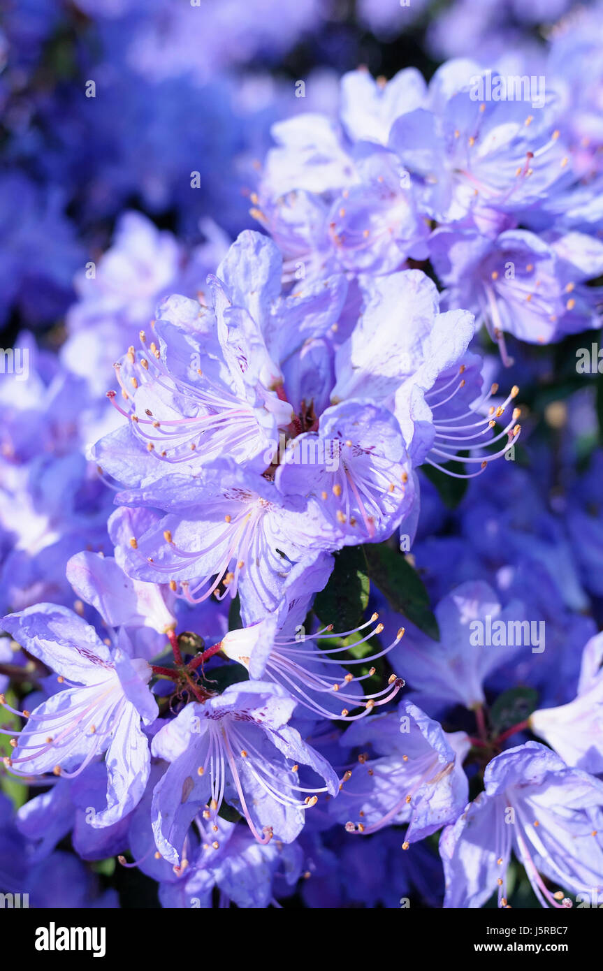 Rododendri, rododendro 'Hydon Rodney', massa di malva fiori colorati crescente all'aperto. Foto Stock