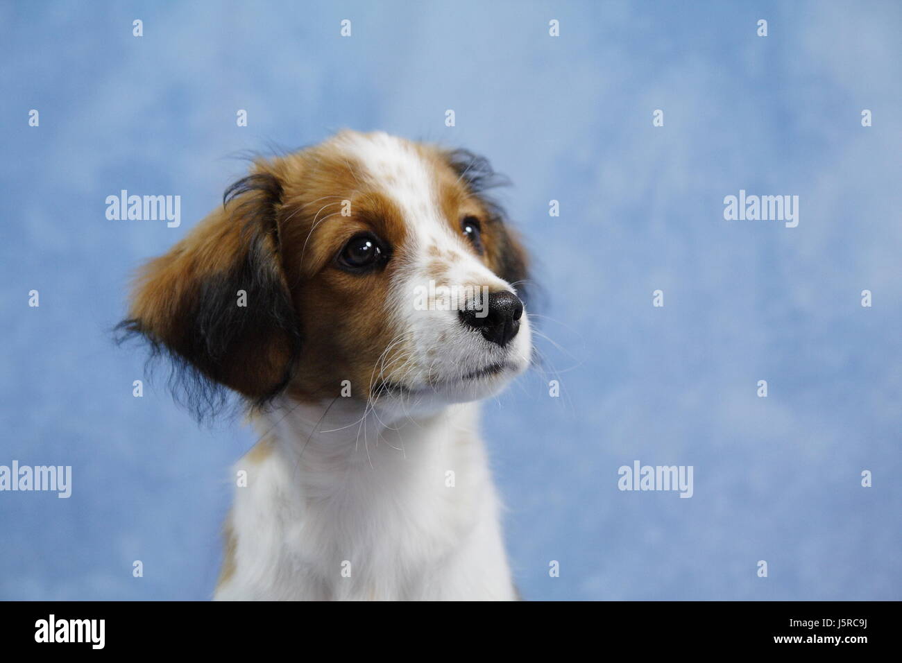 Ritratto di cane cucciolo studio cagnolino lapdog spaniel kooikerhondje carino sss Foto Stock