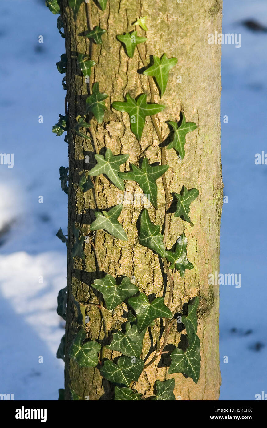 Edera Foto Stock