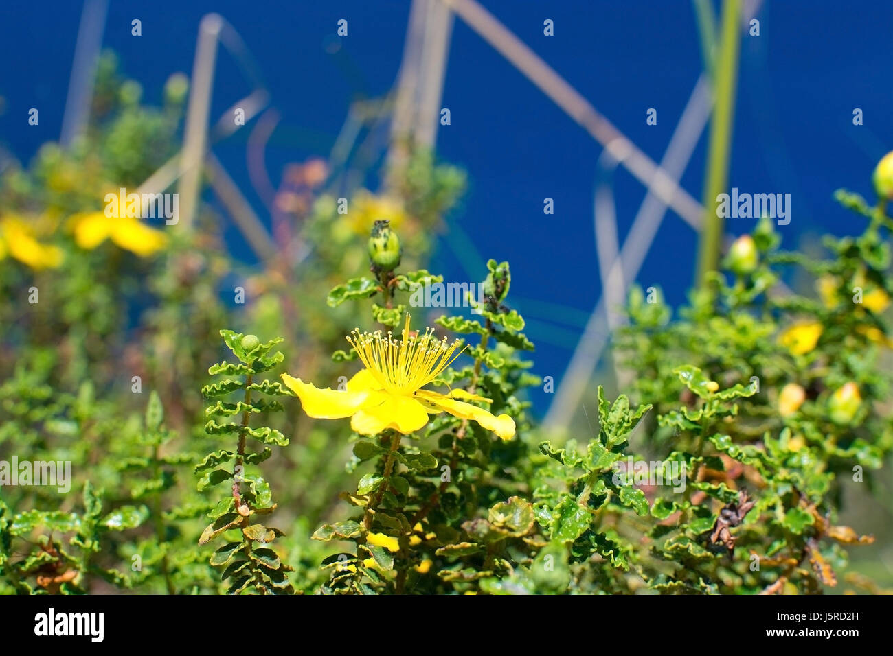 Di colore giallo brillante St Johnswort fiori selvatici in Mallorca, Spagna. Foto Stock