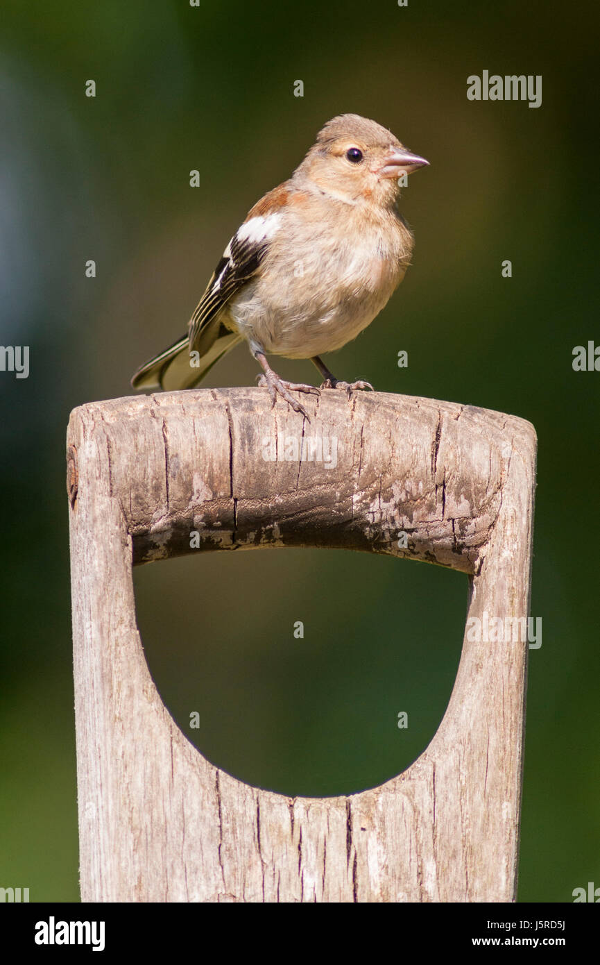 Una femmina (fringuello Fringilla coelebs) nel Regno Unito Foto Stock